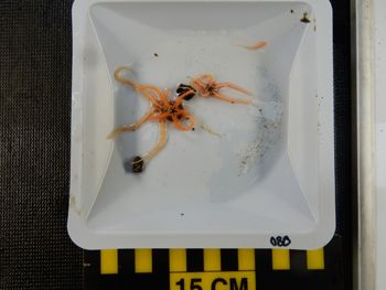 Media type: image;   Invertebrate Zoology 139694